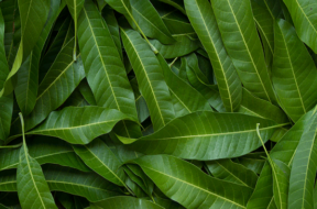 mango leaves