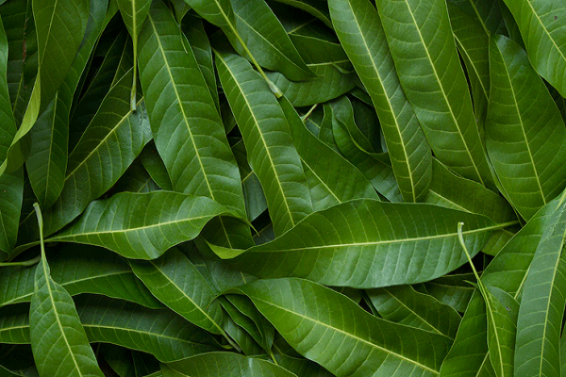 mango leaves