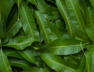 mango leaves