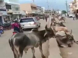 stray cattle