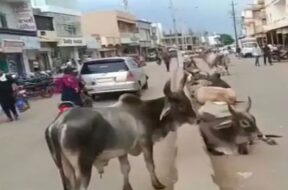 stray cattle