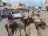 stray cattle
