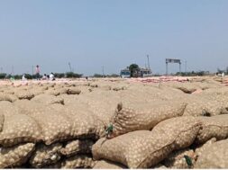 Mahuva yard, onion