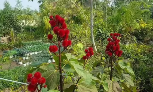 SINDOOR