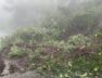 Saputara, the cliff colapsed