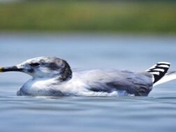 Sing gull, bird