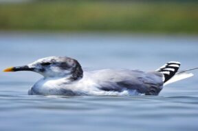 Sing gull, bird