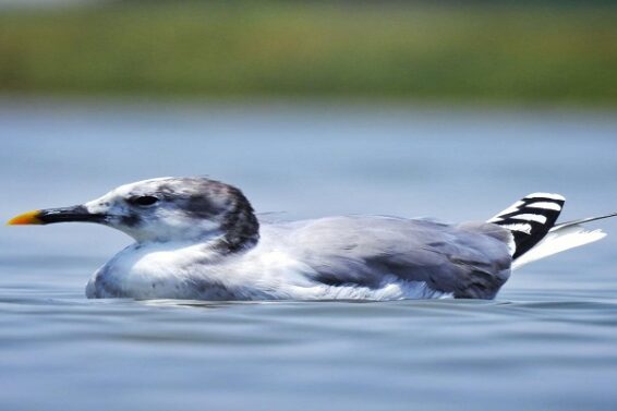 Sing gull, bird