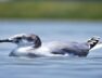 Sing gull, bird