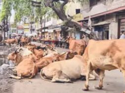 Stray cattle