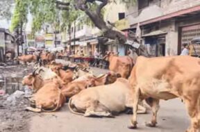 Stray cattle