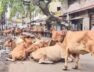 Stray cattle