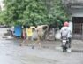 clining, surat