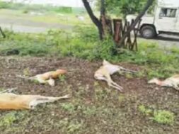 deer dies,