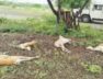 deer dies,