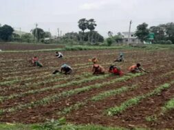 farm. Bhavnagar
