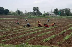 farm. Bhavnagar
