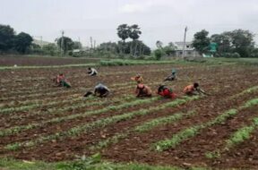 farm. Bhavnagar