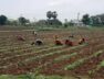 farm. Bhavnagar