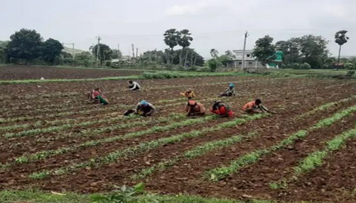 ગુજરાતમાં સારા વરસાદને લીધે 18 લાખથી વધુ હેકટર જમીનમાં ખરીફ પાકનું વાવેતર