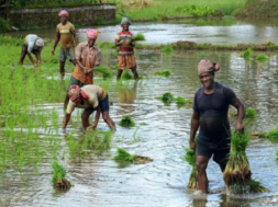 farmer