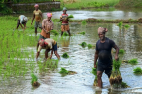 farmer