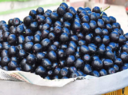 jamun