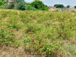 kashmiri rose cultivation