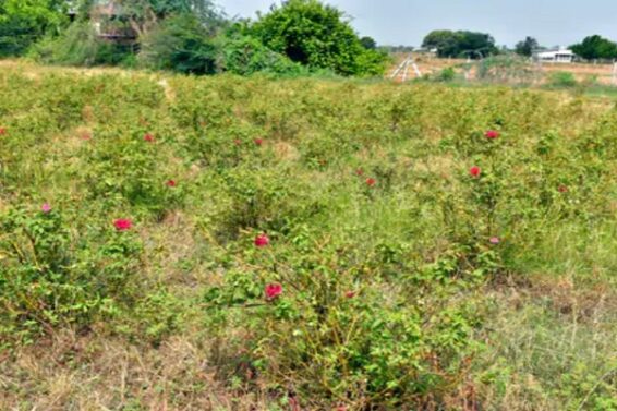 kashmiri rose cultivation