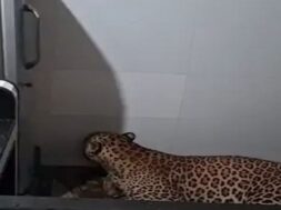 leopard