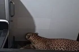 leopard