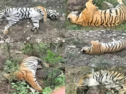 tigers