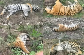 tigers