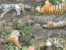 tigers
