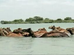 Camel fell in to the sea