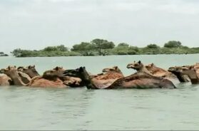 Camel fell in to the sea