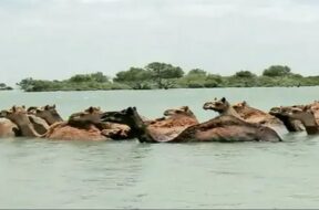 Camel fell in to the sea