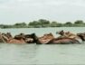 Camel fell in to the sea