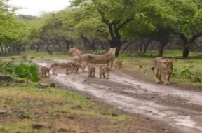 Lion