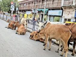 Stray cattle, surendranagar