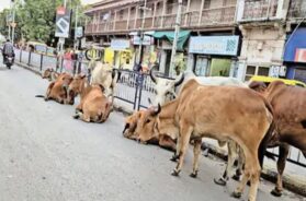 Stray cattle, surendranagar