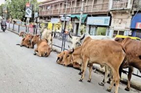 Stray cattle, surendranagar
