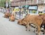 Stray cattle, surendranagar