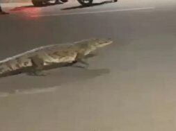 crocodile