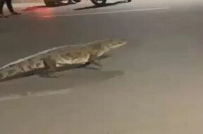 crocodile