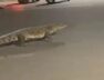 crocodile