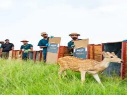 deer in banni, kutch