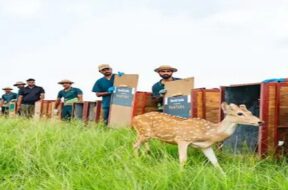 deer in banni, kutch