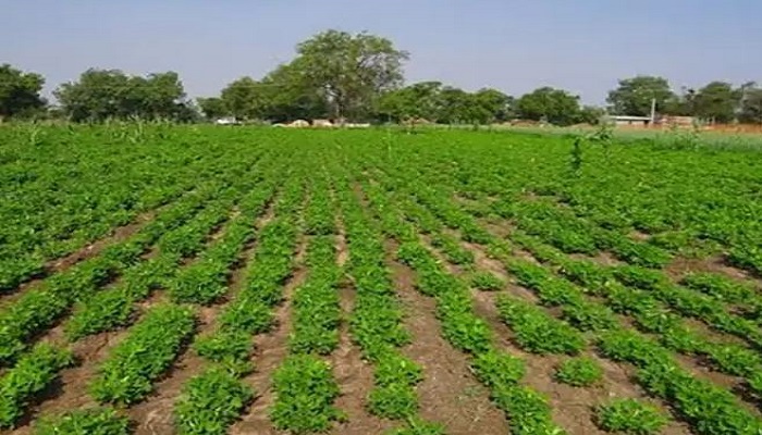 ભાવનગર જિલ્લામાં ખરીફ પાકનું 3.43 લાખ હેકટરમાં થયું વાવેતર