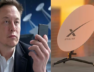 musk